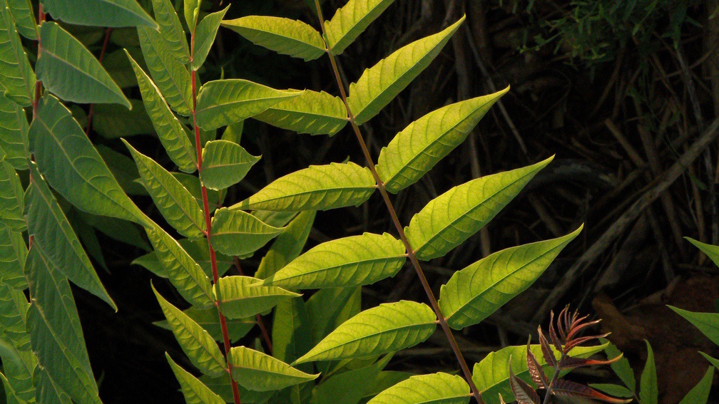 Leaves
