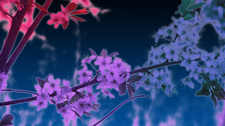 Night in the elf land