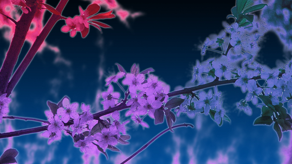 Night in the elf land