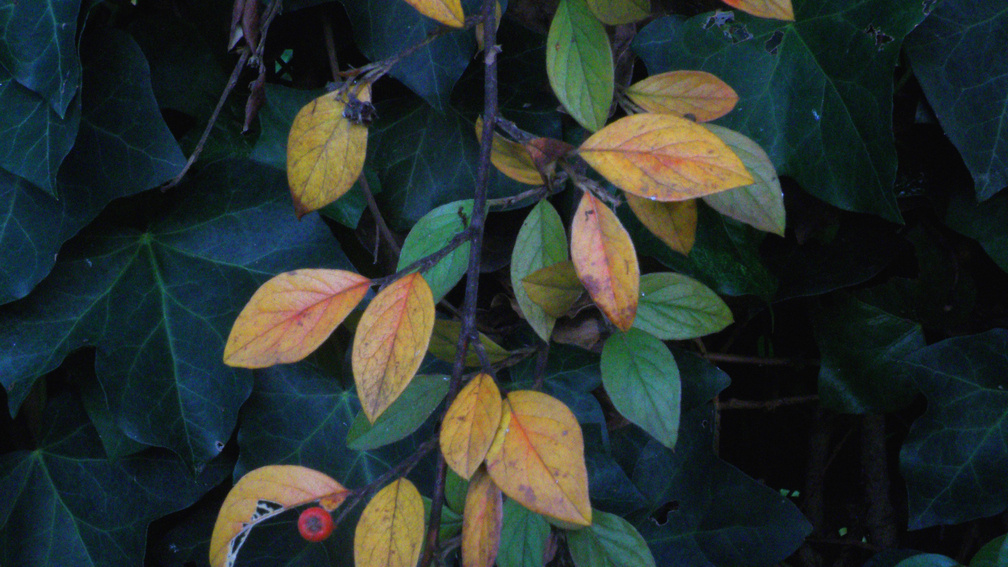Leaves