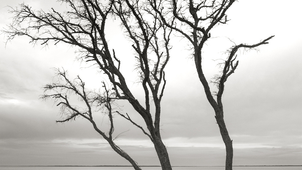 Tidal Tree On Port Royal Sound, Mitchellville Beach Park, Hilton Head, SC