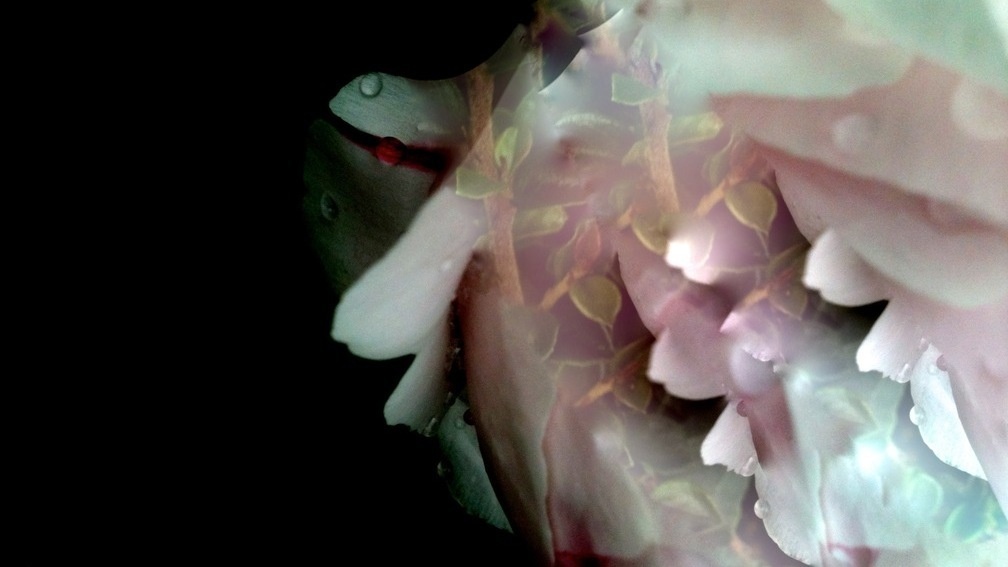 EVOLUTION'S GENETICALLY ENGINEERED LASER CUTTING Sedition