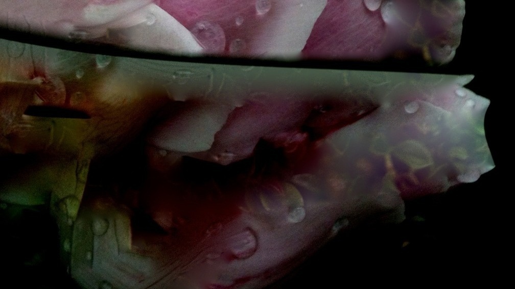 PEONY 'S LABORATORY Sedition