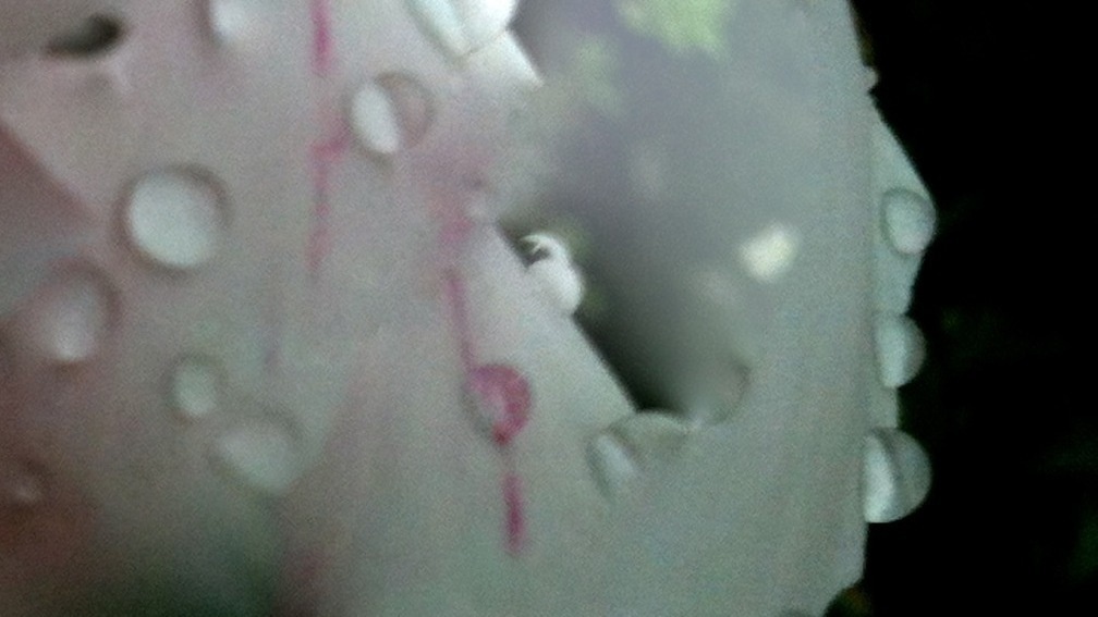 RAINPROOFED LIGHTING OF THE PETALLICA  Sedition