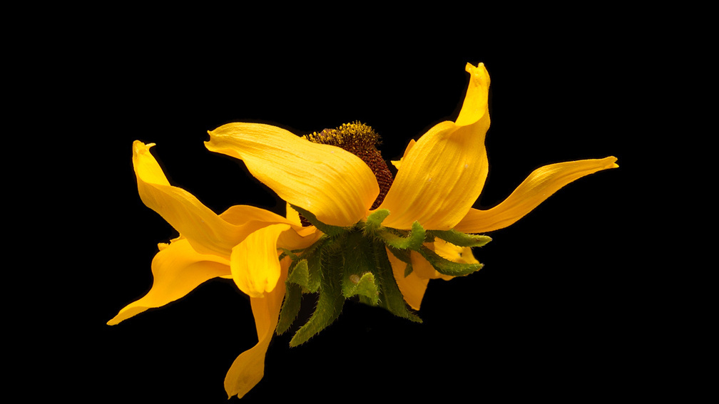 Black Eyed Susie at the Yatching night