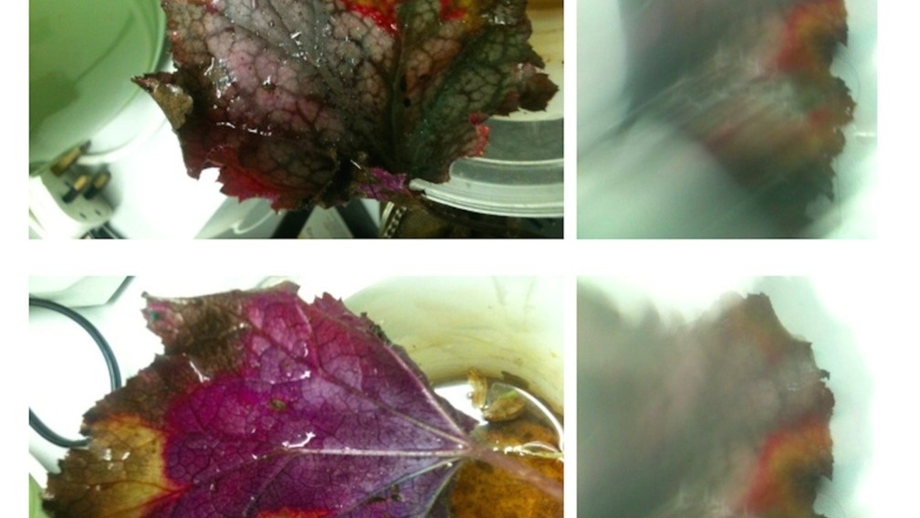 Thinking Edibles Reversible Food