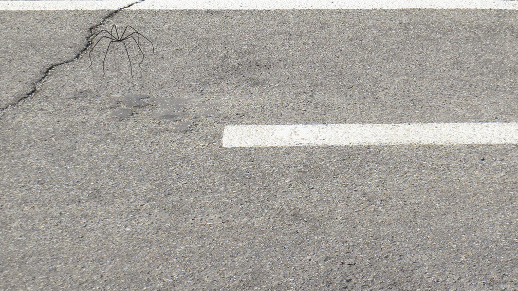 Pure Movement 1, environment 1.2, iteration 2