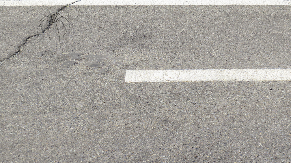 Pure Movement 1, environment 1.2, iteration 6