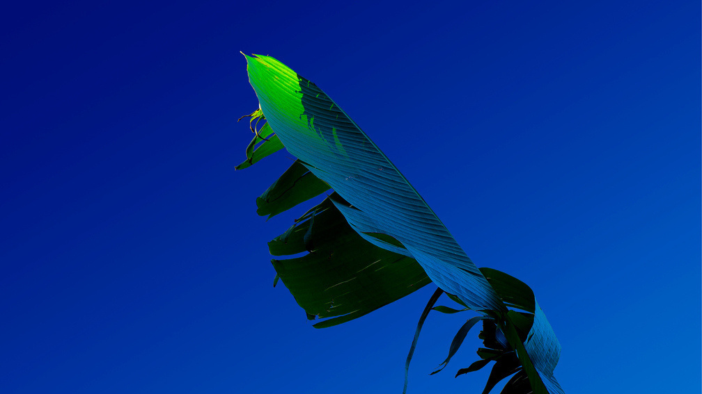 The End Of Old Neon Leaf