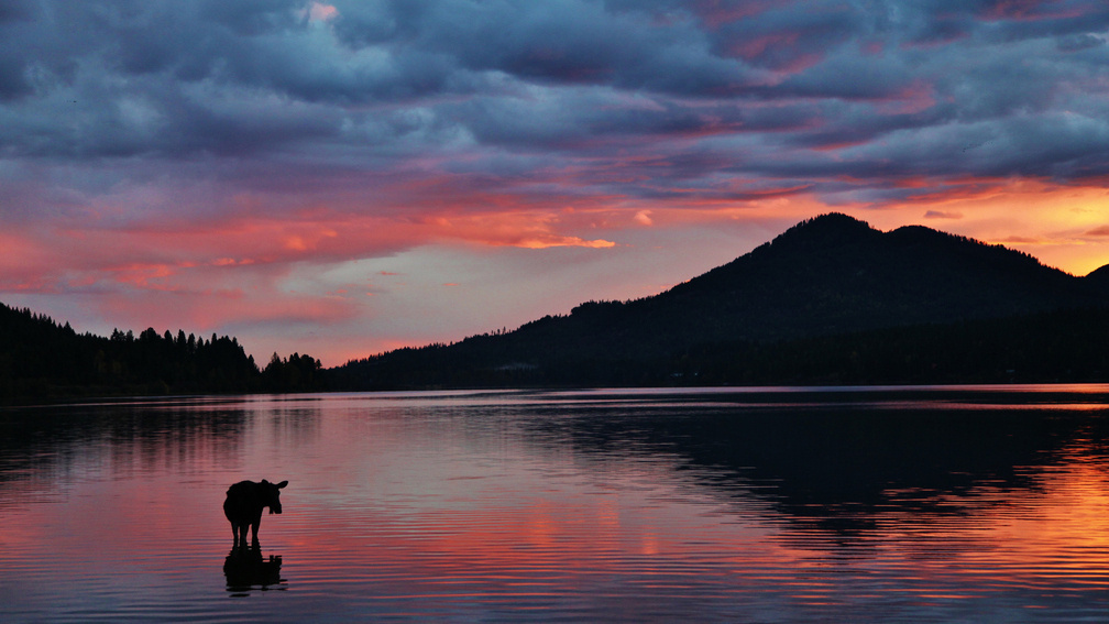 Goodnight Bullwinkle