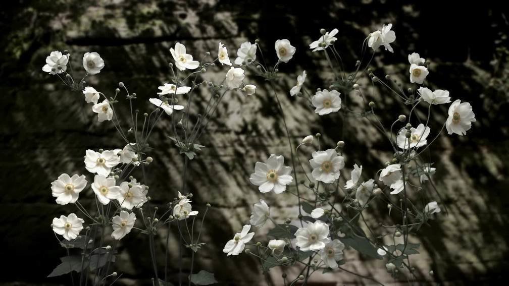 Japanese Anemones