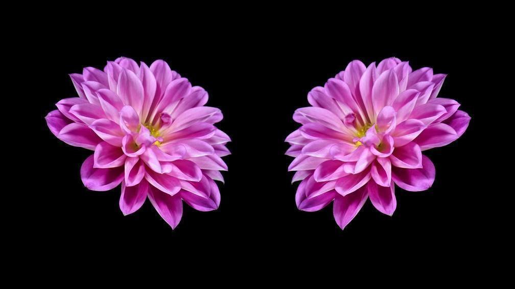 Electric Wallpaper #3 Attentive (6 seconds)