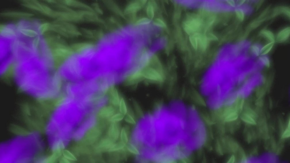 Herein Blossom Lies (Purple)