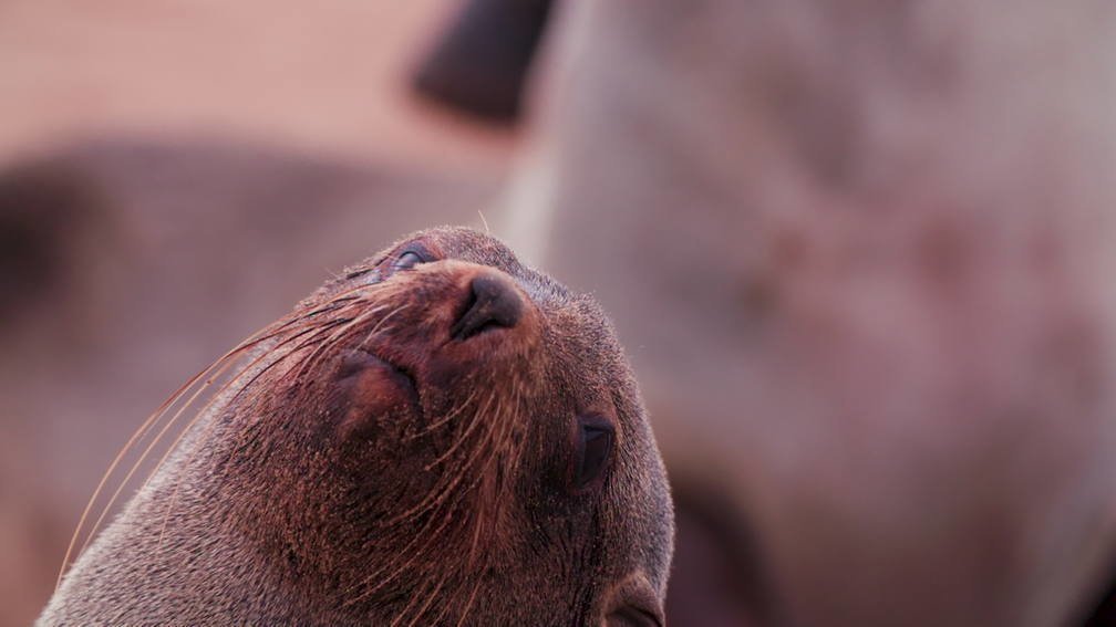 Cape Cross Seal Reserve, Namibia I