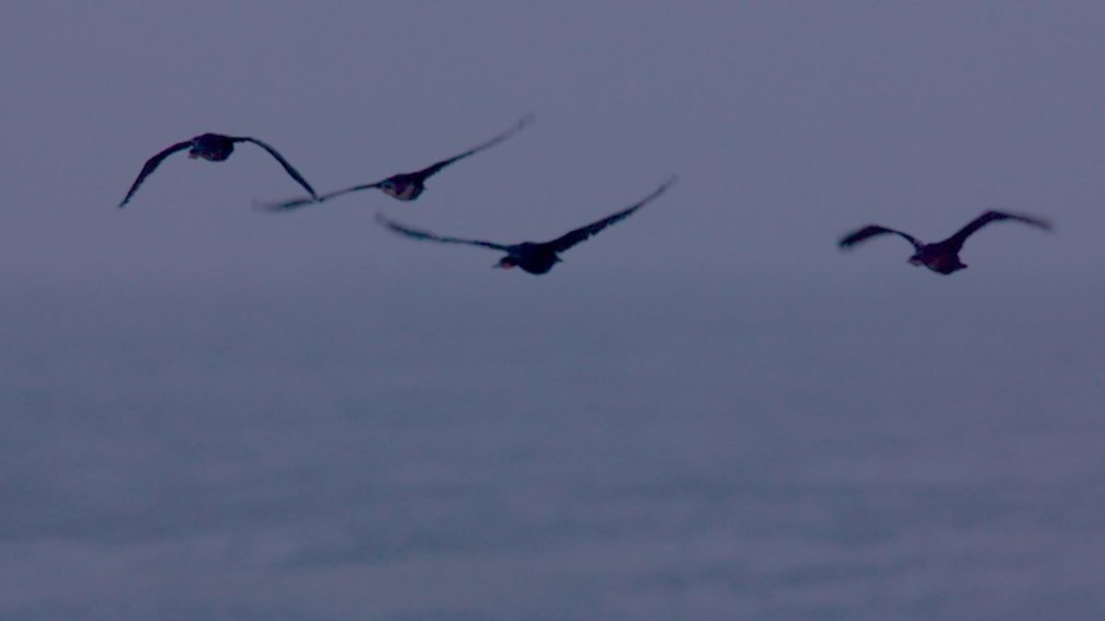 Cape Cross Seal Reserve, Namibia III