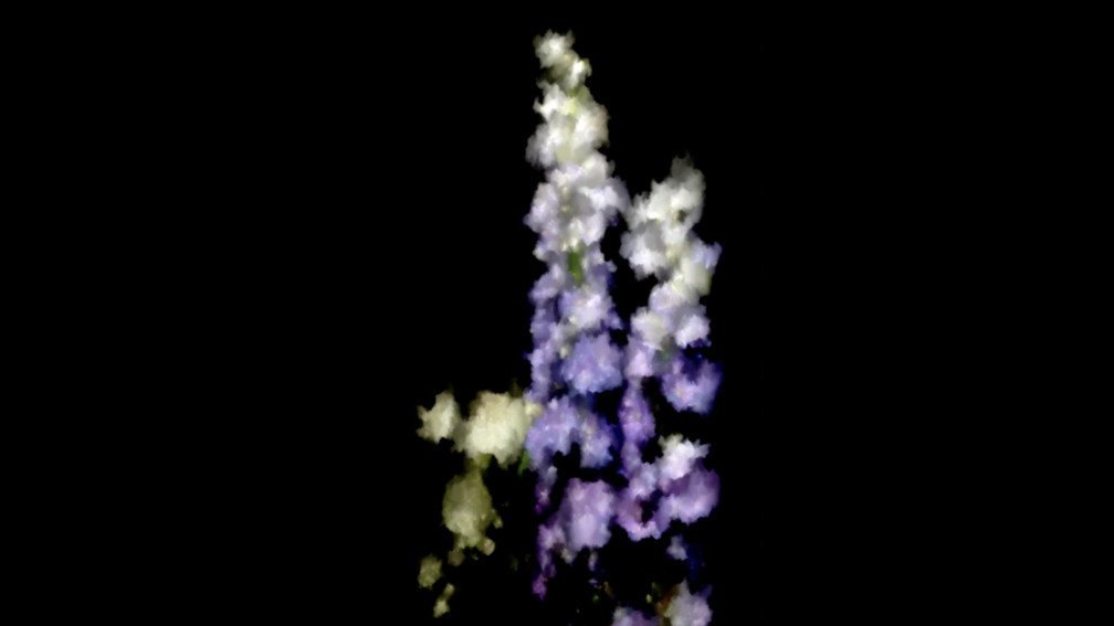 Delphinium