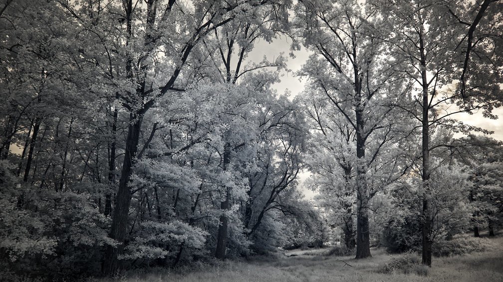 Ashdown Forest, England 1