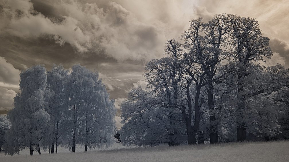Ashdown Forest, England 2