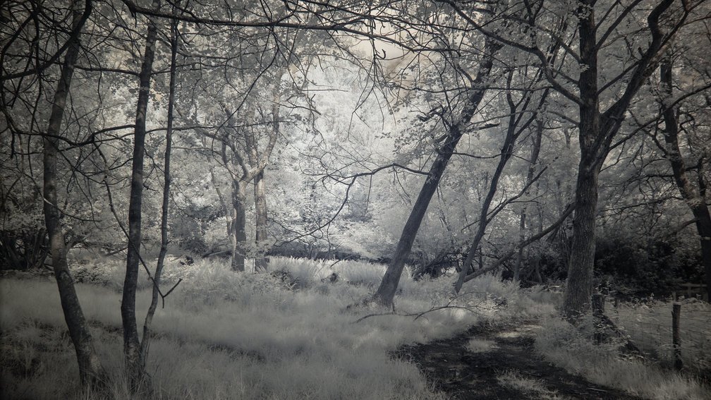 Ashdown Forest, England 4