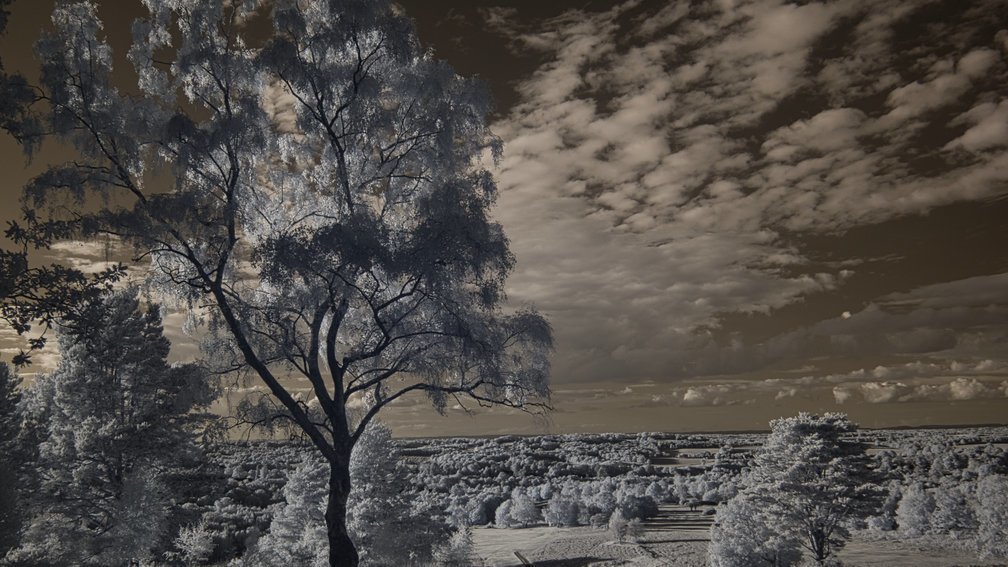 Ashdown Forest, England 6