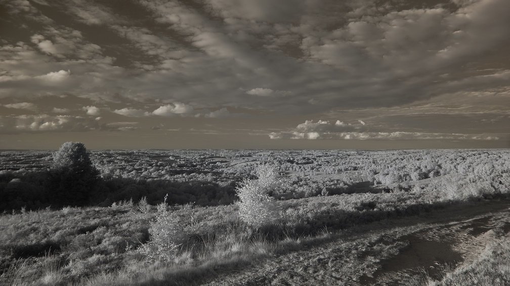 Ashdown Forest, England 8