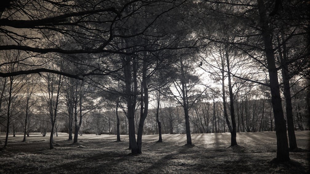 Ashdown Forest, England 9