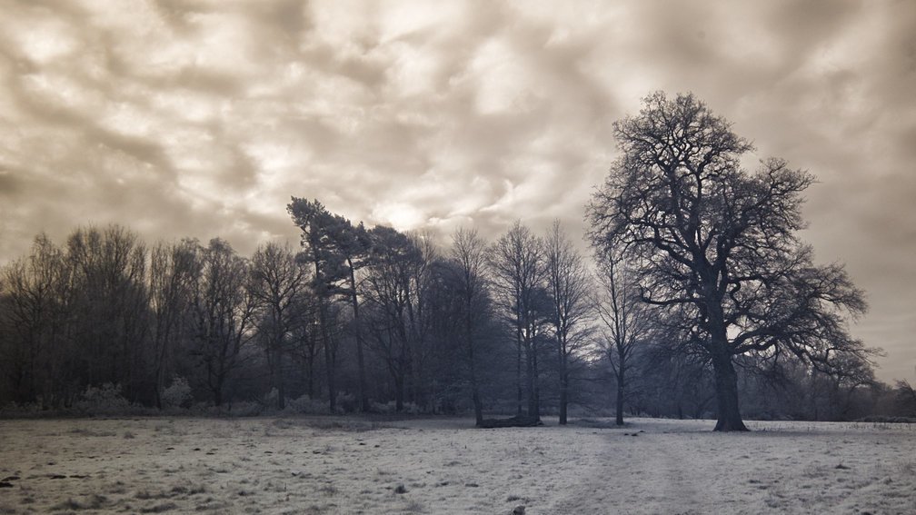 Lola, Ashdown Forest, England 1