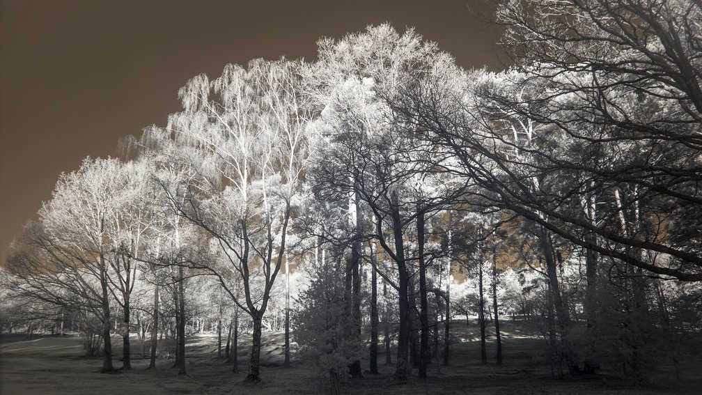 Ashdown Forest, England 10