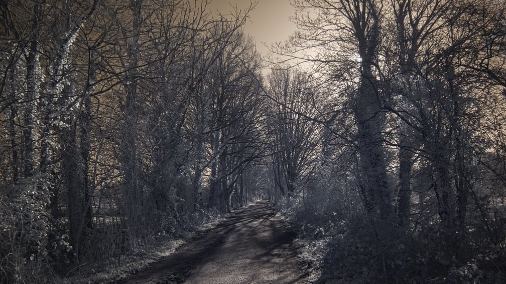 Ashdown Forest, England 11