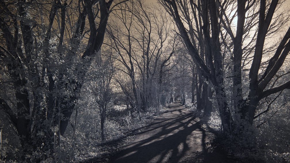 Ashdown Forest, England 12