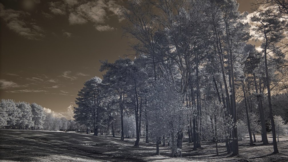 Ashdown Forest, England 13