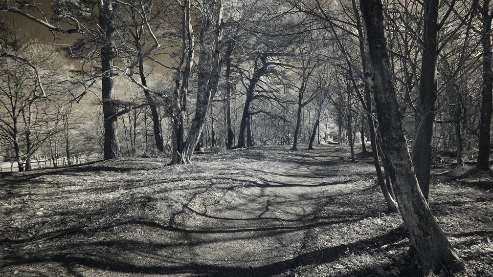 Ashdown Forest, England 14