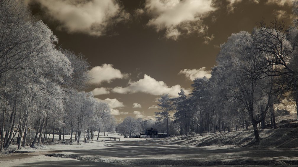 Lola, Ashdown Forest, England 2