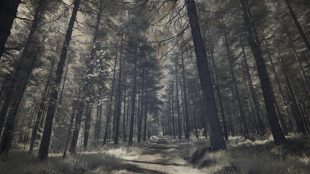 Bennachie, Scotland 1