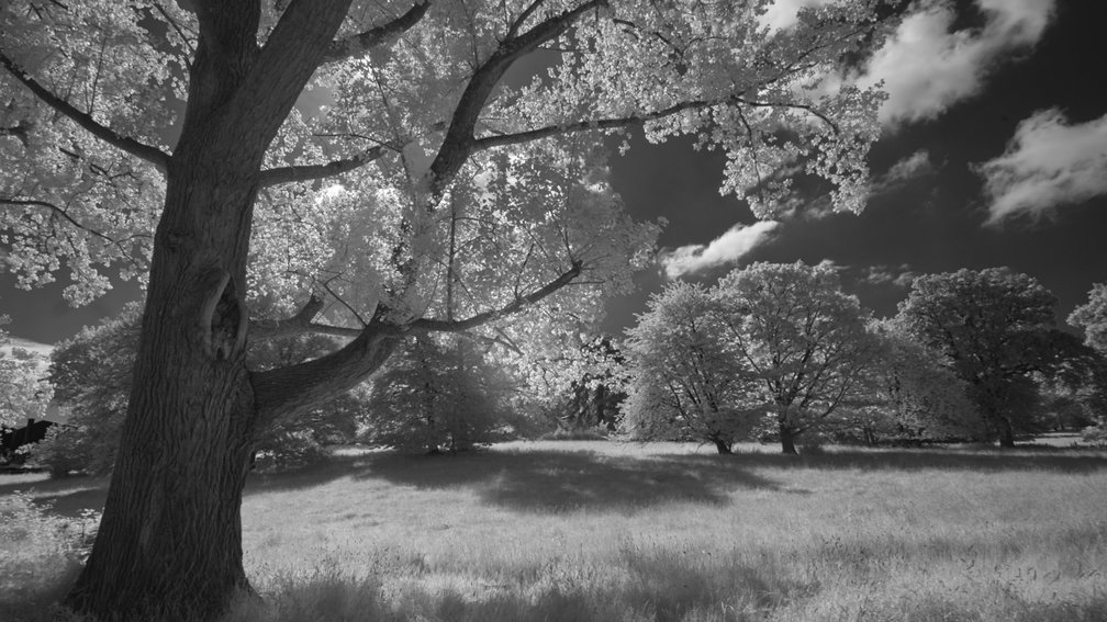 Ashdown Forest, England 15