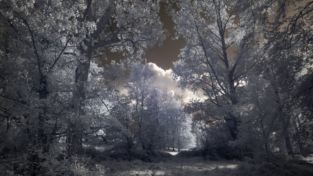 Ashdown Forest, England 16