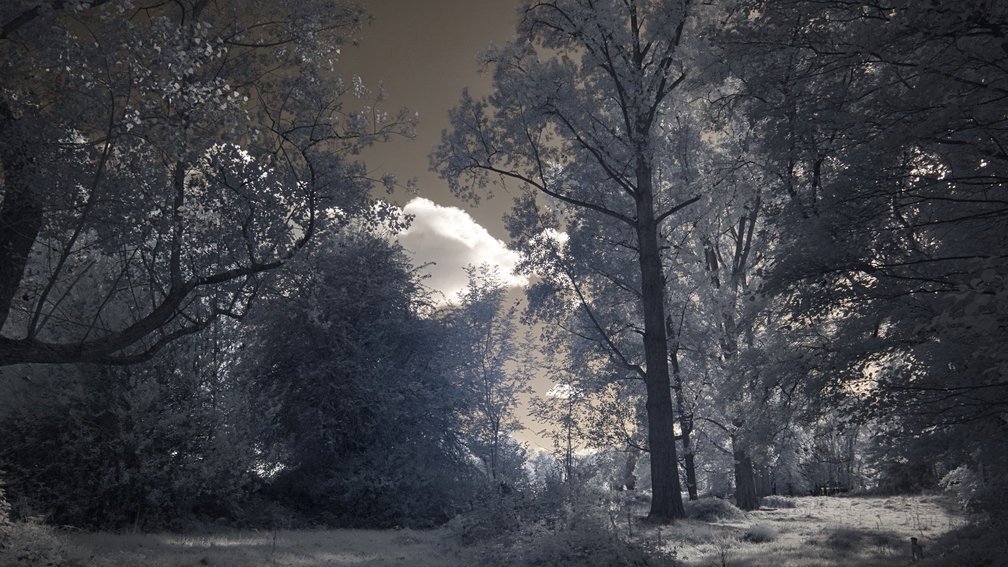 Ashdown Forest, England 17