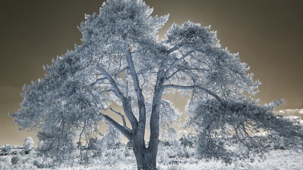 Ashdown Forest, England 18