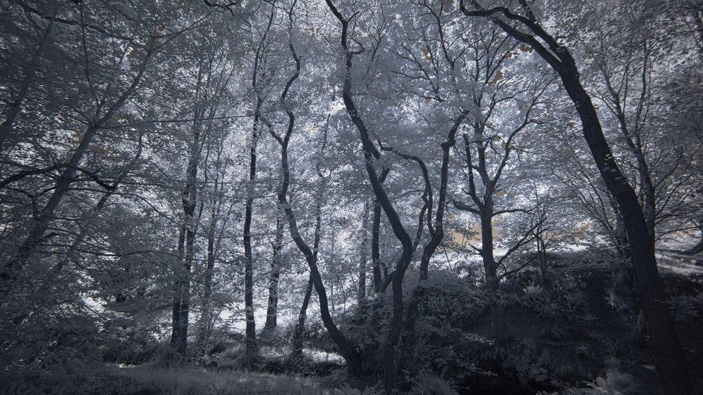 Ashdown Forest, England 19