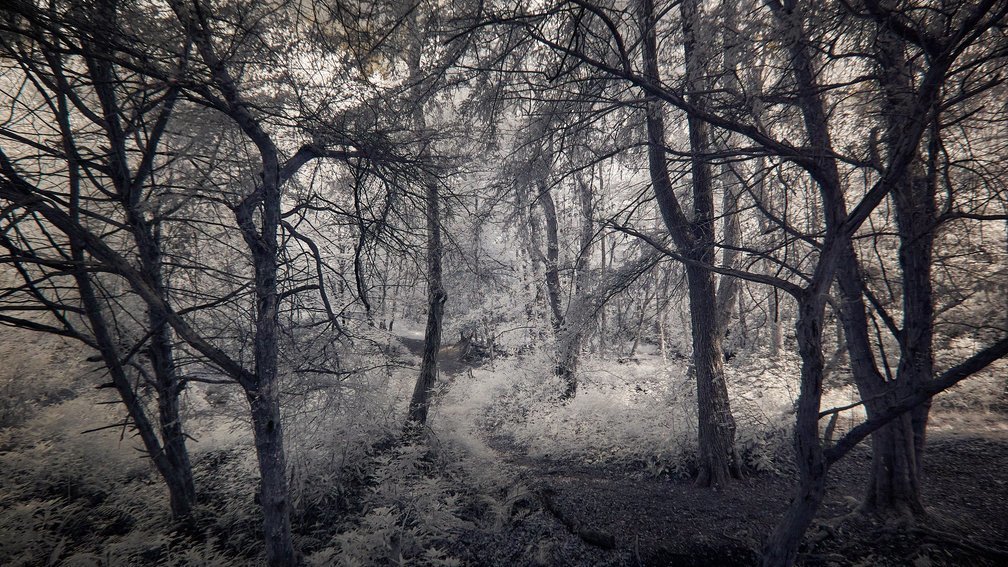 Ashdown Forest, England 21