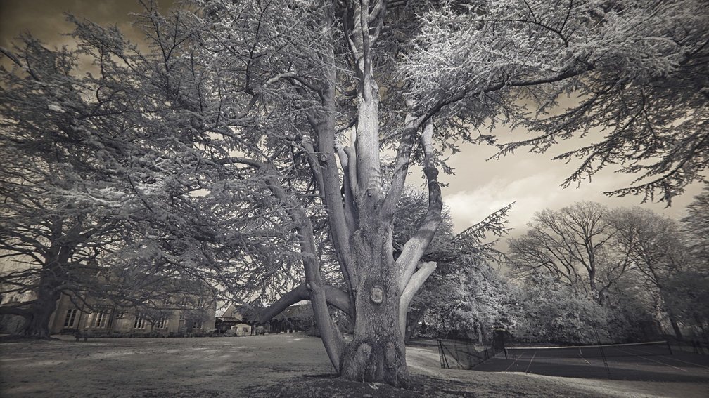 Lewis Carroll’s ‘Tumtum’ tree, England
