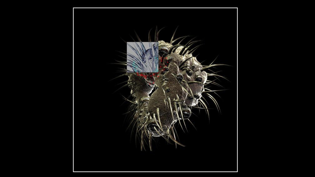 Morphologies_Still002