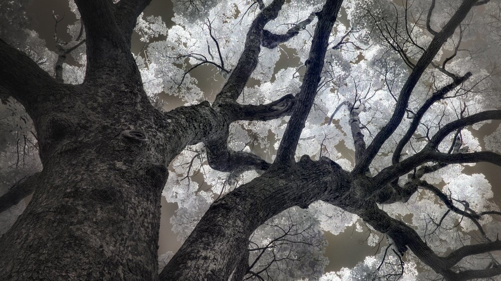 Camphor tree 1, Fuchi Shrine, Nagasaki