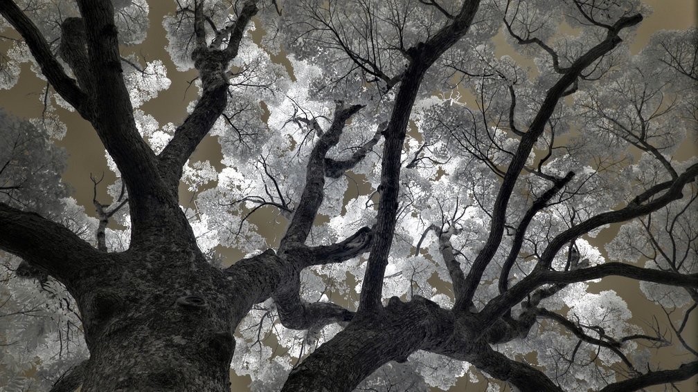 Camphor tree 2, Fuchi Shrine, Nagasaki