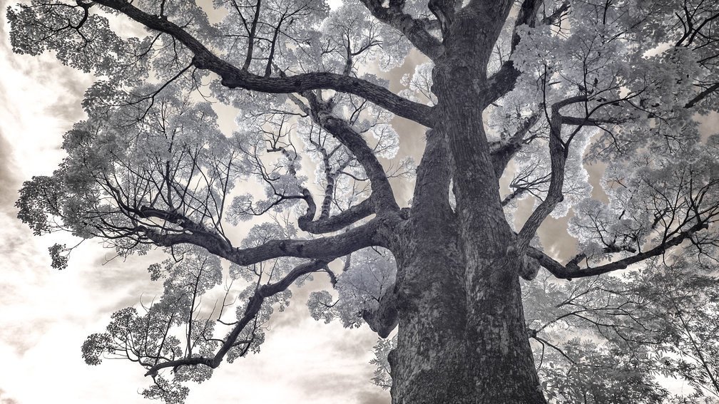 Camphor tree 4, Fuchi Shrine, Nagasaki