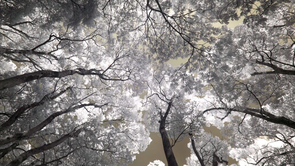 Inasayama forest 2, Nagasaki