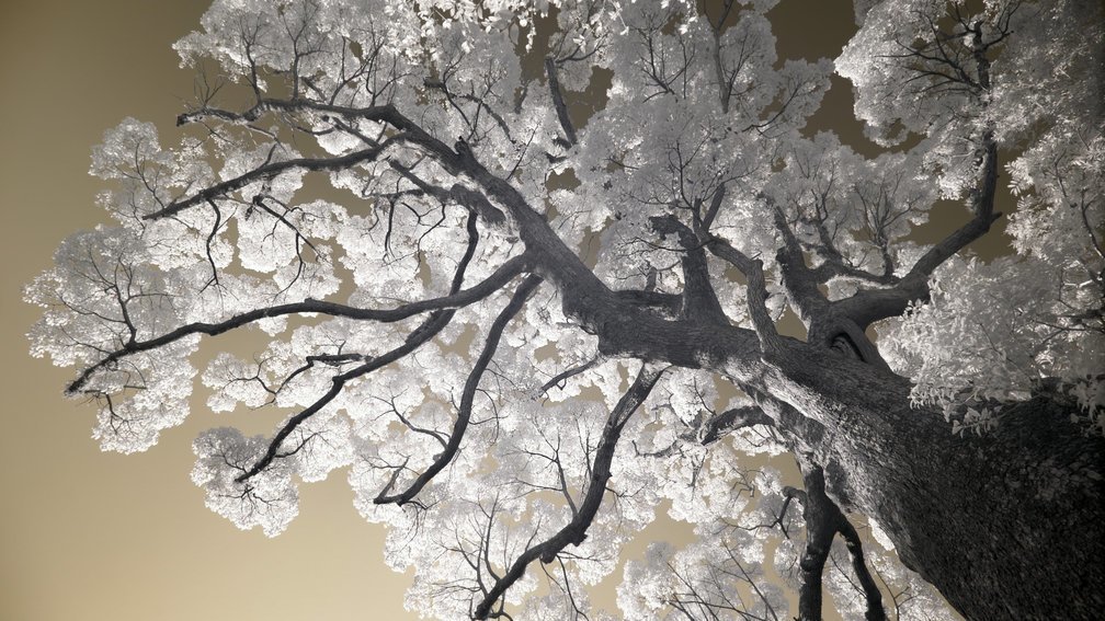 Camphor tree 5, Fuchi Shrine, Nagasaki