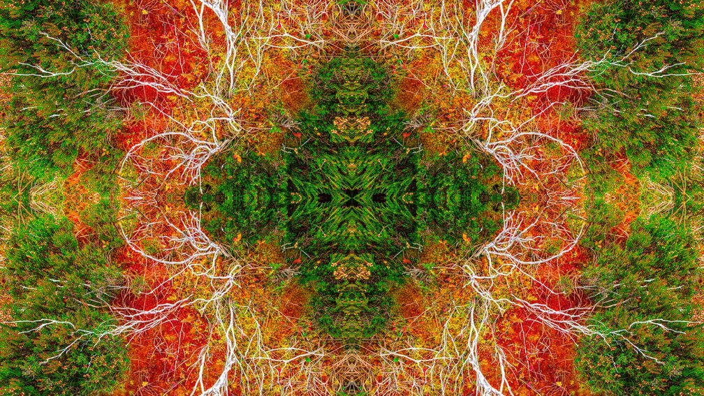 Flora & Fauna Caledonian Forest