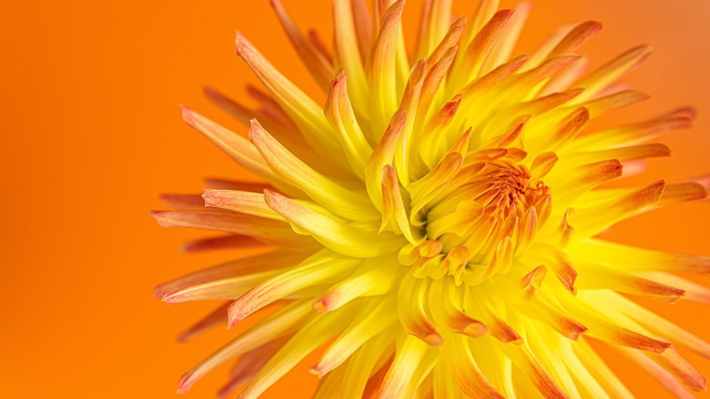 Orange and Yellow Dahlia Flower