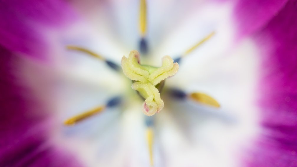 Tulipa ' Negrita' Flower